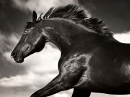 Одесситка с ДЦП открыла персональную фотовыставку «Лошади»