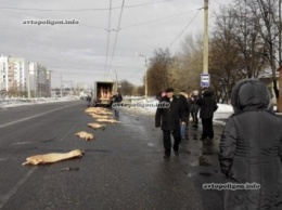 Свинопад в Харькове: из грузовика выпали 29 свиных полутуш. ФОТО