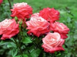 Россия: В Никитский парк, лечить психику розами