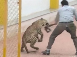Леопард ворвался в индийскую элитную школу и покалечил шестерых людей