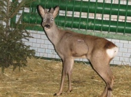 В Николаевском зоопарке спасли пострадавшую после ДТП косулю
