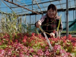 Весной в Одессе высадят 140 тысяч цветов