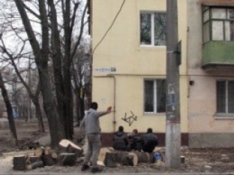 Вандализм и браконьерство. В Николаеве на Чкалова спилили здоровые ясени. На дрова?