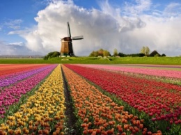 8 факторов, которые позволили Голландии стать мировым лидером аграрного рынка