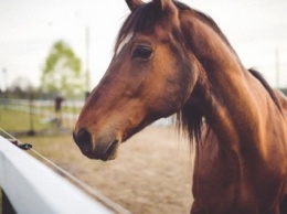 В Москве на ВДНХ лошадь травмировала 7-летнего ребенка