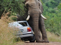 Взбесившийся слон убил шведского туриста