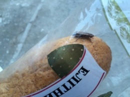 Запорожцы купили в магазине хлеб с живым тараканом (ВИДЕО)