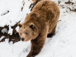 В Вологодской области мужчина выгуливал медведя на поводке