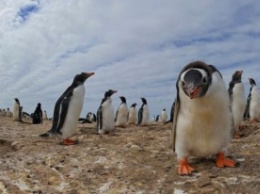 50 человек претендуют на работу в почтовом отделении Антарктиды