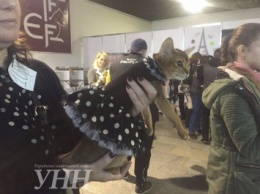 В Киеве состоялся конкурс кошек в костюмах