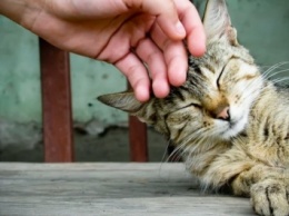 В Прикамье облитый кислотой кот Счастливчик пошел на поправку