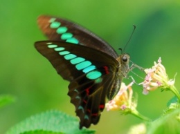 Бабочки оказались способны к восприятию непредставимого для нас количества цветов