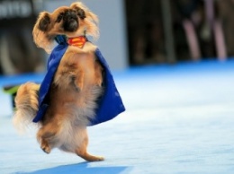 Летом в Москве пройдет чемпионат мира по танцам с собаками