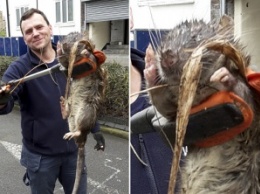 В Лондоне нашли гигантскую крысу весом 11 килограммов и более метра в длину