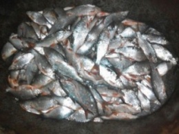 На Полтавщине браконьеры выловили рыбки на несколько десятков тисяч грн