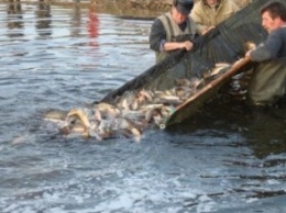 Разведение рыбы в Днепре - дело рук самих рыболовов