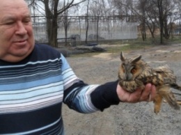 В Мариуполе жительница нашла совенка и отдала его в зоопарк (ФОТО)