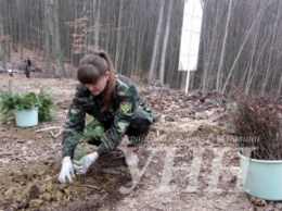 Международный день леса в Закарпатской области отметили высадкой сотен деревьев