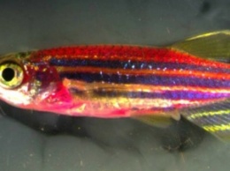 Ученые создали генетически модифицированную рыбу с кожей 70 цветов