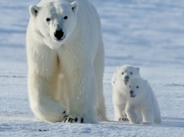 Россия и США проверят популяцию белого медведя на Чукотке и Аляске