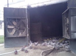 Тысячи кур погибли в результате пожара на запорожской птицефабрике