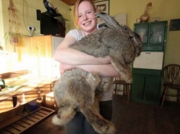 В США найдены два самых больших кролика в мире
