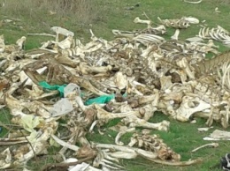 В Запорожской области возле жилых домов обнаружили гору костей (ФОТО)