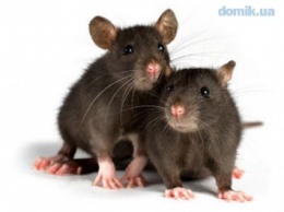 Киев заполонили крысы и мыши: как бороться с грызунами