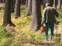 В Добропольском районе появилось обилие ядовитых грибов