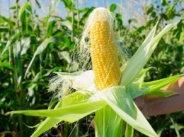 Кукурузные рыльца - лечебные свойства и противопоказания