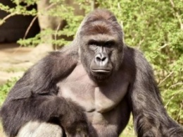 В американском зоопарке убили гориллу, чтобы спасти мальчика (фото)