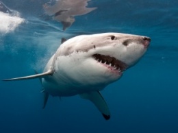 Ученые обнаружили у акул признаки индивидуальности