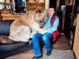 Медведь на диване смотрит телевизор в обнимку с хозяином (ФОТО)