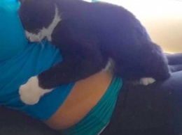 Кошка не слазила с живота беременной девушки. Но самое интересное произошло после родов