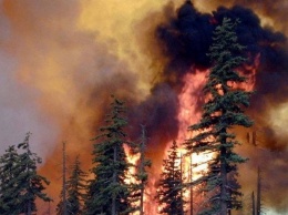 В Сибири площадь лесных пожаров увеличилась в три раза за выходные