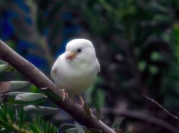 В Австралии учеными был обнаружен редкий воробей-альбинос