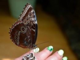 В Черноморск прилетели тропические бабочки (фото)