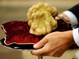 Под Киевом нашли гриб стоимостью 19 тыс. гривен