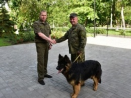 Аброськин создаст в Мариуполе подразделение собак-полицейских (ФОТО)