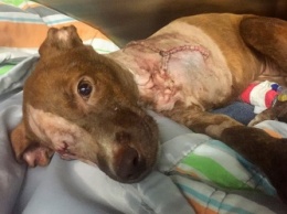 Эта собака испугала своим состоянием даже опытных волонтеров. Вот что сделали с ней человеческая любовь и ласка!