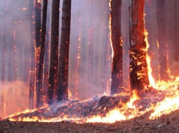 Гидрометцентр предупреждает о высокой пожарной опасности в Киеве и области 27 мая