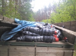 Два украинца пытались вывезти в Белоруссию почти 2 тонны телячьих тушек