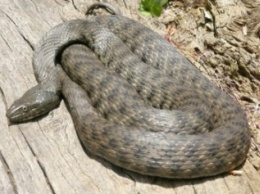 В Черноморске на пляже была обнаружена змея (+фото)