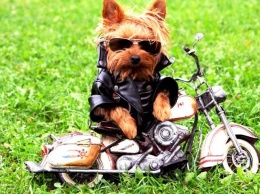 Как с собакой удобно путешествовать на мотоцикле