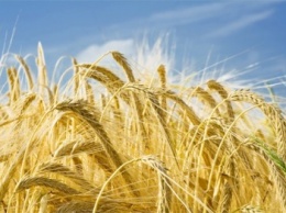Более миллиона тонн ранних зерновых ожидают собрать в Кировоградской области