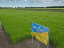 Аграрии Кировоградской области ожидают хороший урожай ранних зерновых культур