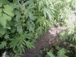 СБУ разоблачила плантацию марихуаны в Луганской области