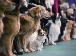 Завтра в Северодонецке пройдет выставка собак