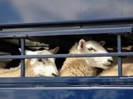 В Бельмацком (Куйбышевском) районе Запорожской области похищено стадо скота до 200 голов