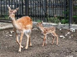 Пополнение в Одесском зоопарке: детеныши лани. Фото